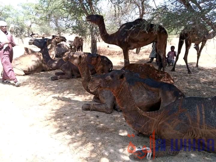 Tchad : un feu de brousse fait des dégâts dans le département de Ouadi-Rimé Tchad : un feu de brousse fait des dégâts dans le département de Ouadi-Rimé