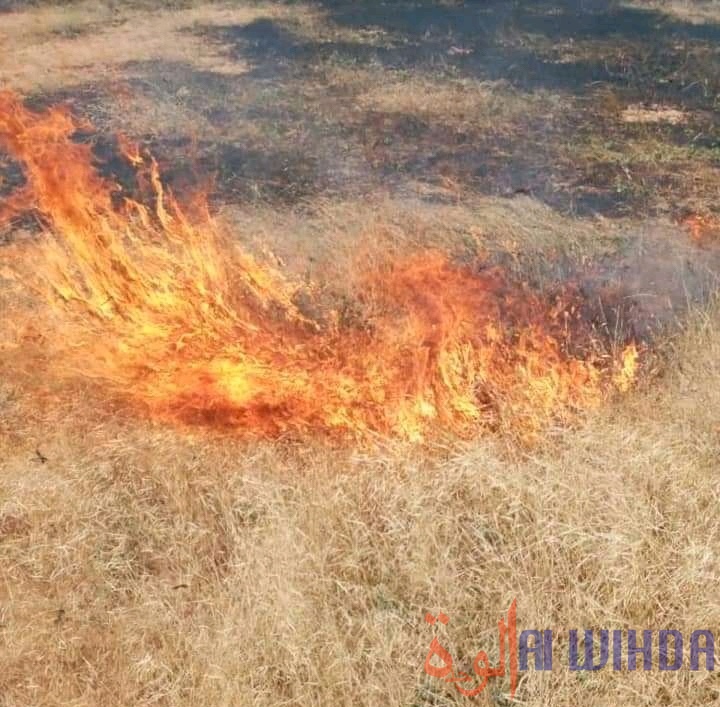Tchad : un feu de brousse fait des dégâts dans le département de Ouadi-Rimé Tchad : un feu de brousse fait des dégâts dans le département de Ouadi-Rimé