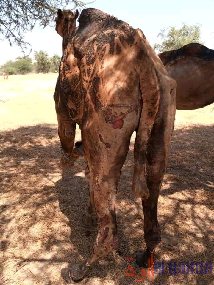 Tchad : un feu de brousse fait des dégâts dans le département de Ouadi-Rimé Tchad : un feu de brousse fait des dégâts dans le département de Ouadi-Rimé