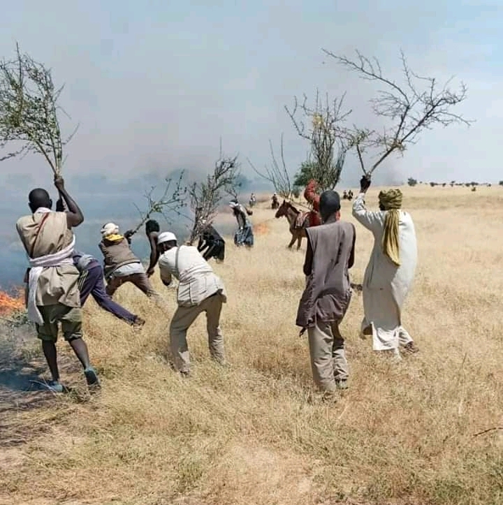 Tchad : des animaux calcinés dans un feu de brousse à Ouadi-Rimé Tchad : des animaux calcinés dans un feu de brousse à Ouadi-Rimé