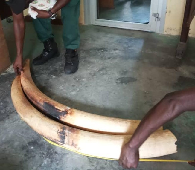 Deux défenses d’éléphant saisies. Deux défenses d’éléphant saisies.