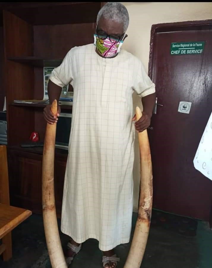 Cameroun/Douala : Trois trafiquants d’ivoire condamnés à des peines de prison Cameroun/Douala : Trois trafiquants d’ivoire condamnés à des peines de prison