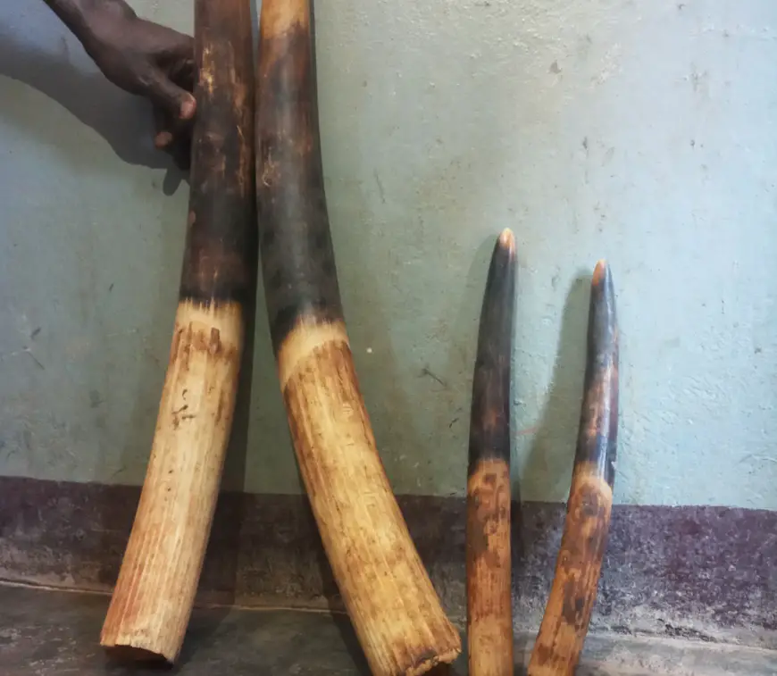 Cameroun :  Six trafiquants d’ivoire arrêtés à Bertoua et Yokadouma