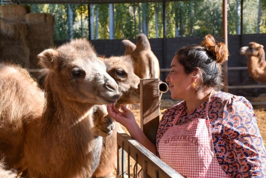 Villager Zebirguli Mirz from Keping county, Xinjiang Uygur autonomous county checks the camels she breeds, Oct. 21. Photo by Gao Han/Xinhua News Agency