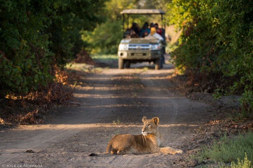 Tchad : le chef de l'État fait un safari au parc de Zakouma Tchad : le chef de l'État fait un safari au parc de Zakouma