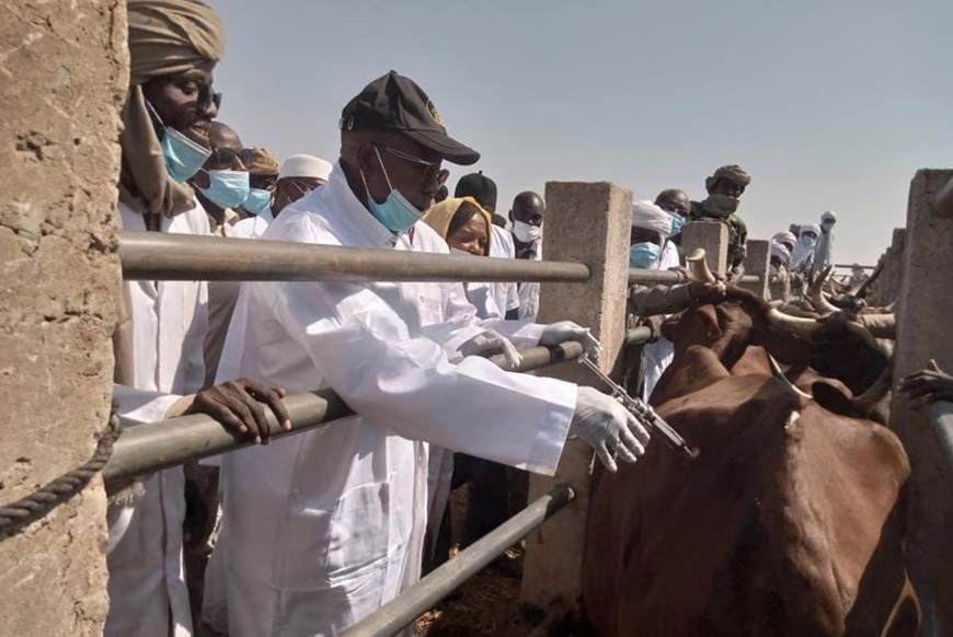 Tchad : La campagne de vaccination contre la peste et la péripneumonie lancée Tchad : La campagne de vaccination contre la peste et la péripneumonie lancée