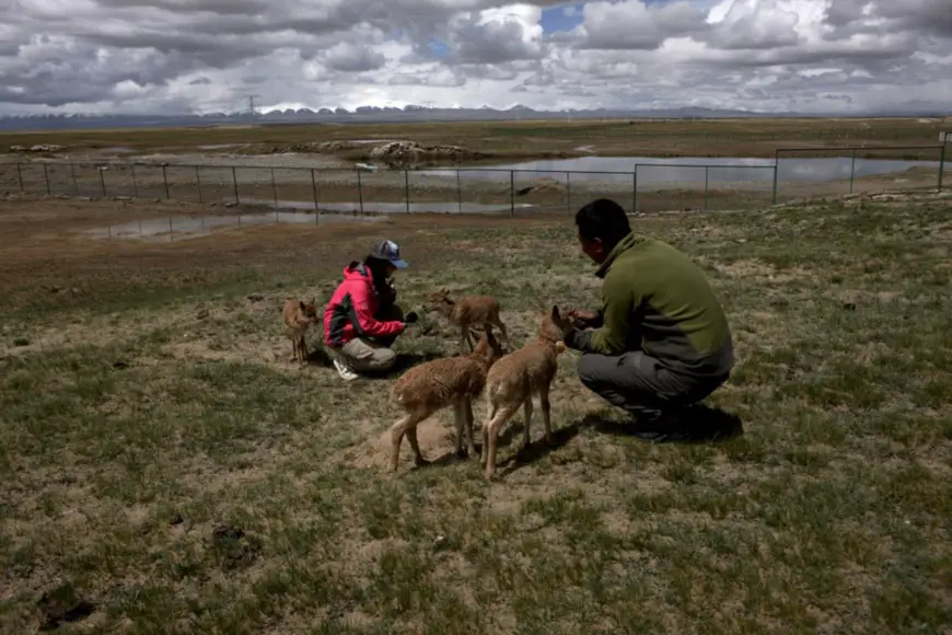 Volunteers take care of lost Tibetan antelope cubs in Hoh Xii National Nature Reserve, northwest China’s Qinghai province. (Photo by Wen Zhenxiao/People’s Daily Online)
