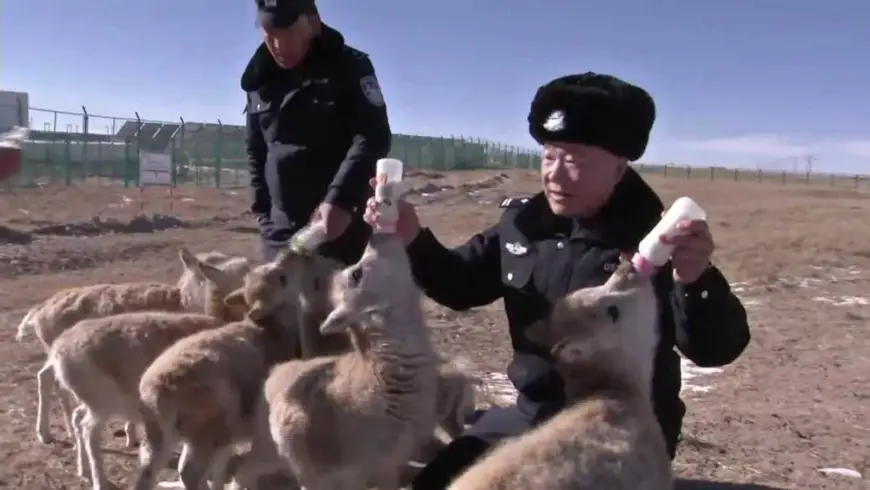 Members of the nature protection station feed milk to the baby Tibetan antelopes. Photo: Golmud Media Convergence Center