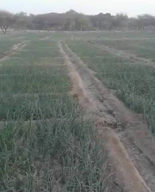 Tchad : au Barh El Gazel, l'ONG Sahkal au devant de la lutte contre la désertification Tchad : au Barh El Gazel, l'ONG Sahkal au devant de la lutte contre la désertification