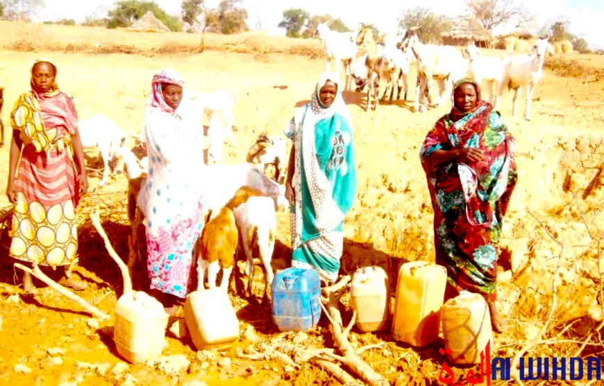 Tchad : La population de Minechir partage l’eau avec les animaux Tchad : La population de Minechir partage l’eau avec les animaux