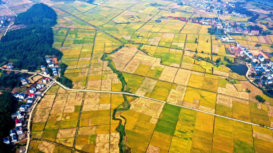 The golden rice fields and surrounding villages make a splendid picture of harvest in Jingtou village, Wenfeng township, Jishui county, east China's Jiangxi province, Oct. 28, 2020. (Photo by Liao Min/People's Daily Online)