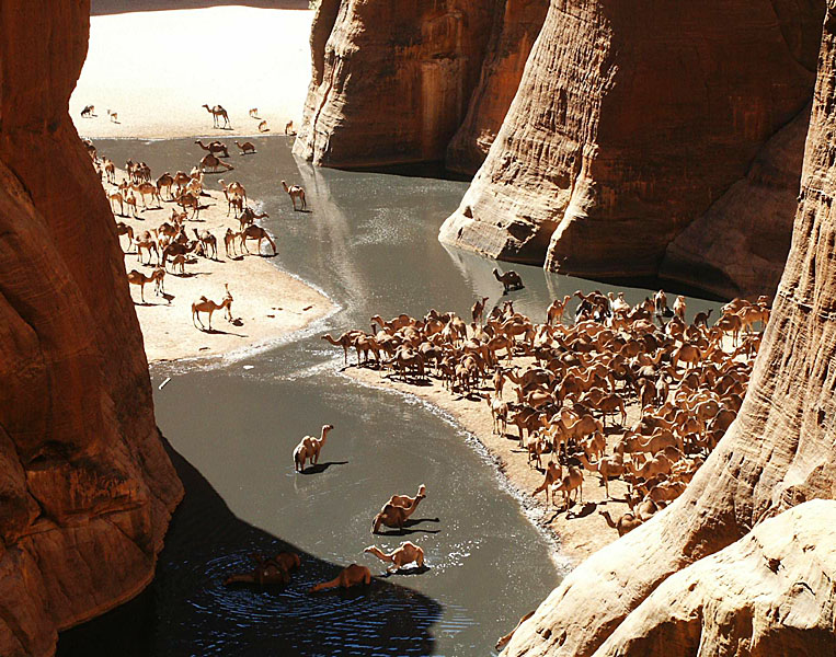 Des dromadaires dans la guelta d'Archei. © Dario Menasce