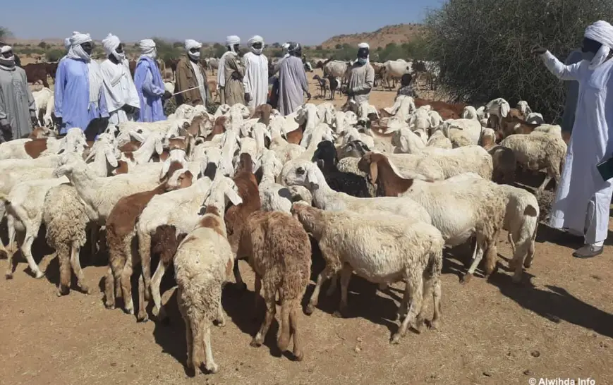 Tchad : Vaccination contre la péripneumonie contagieuse bovine et la peste dans le Ouaddaï
