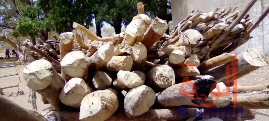 Tchad : La vente du bois de chauffe et du charbon est prospère dans le Moyen-Chari