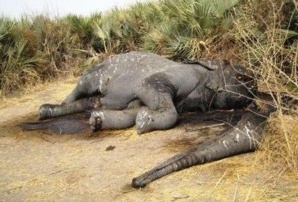 Un éléphant massacré dans la région du Logone oriental au sud du Tchad en 2011.Crédits photos : Sources