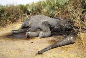 Un éléphant massacré dans la région du Logone oriental au sud du Tchad en 2011.Crédits photos : Sources Un éléphant massacré dans la région du Logone oriental au sud du Tchad en 2011.Crédits photos : Sources