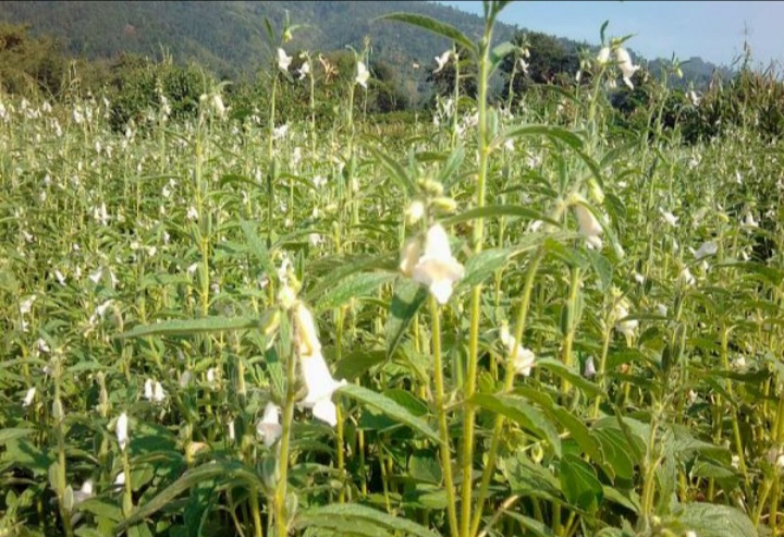 Tchad : la production du sésame au Guera nécessite un appui pour être bénéfique