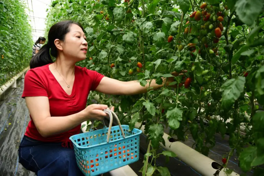 A woman picks tomatoes grown with soilless culture method in Zhenjiang, east China's Jiangsu province, June 16, 2020. (Photo by Shi Yucheng/People's Daily Online)