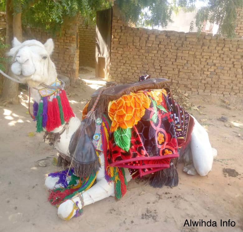 Tchad : un ancien ministre offre des chameaux au président Tchad : un ancien ministre offre des chameaux au président