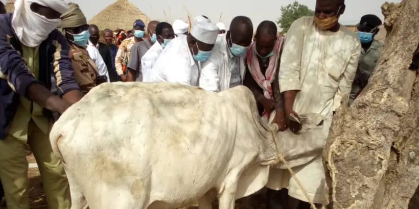 Tchad : vaccination de milliers de têtes de bétail au Mayo Kebbi Ouest