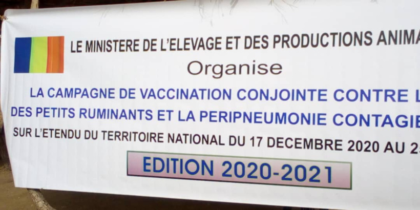 Tchad : vaccination de milliers de têtes de bétail au Mayo Kebbi Ouest