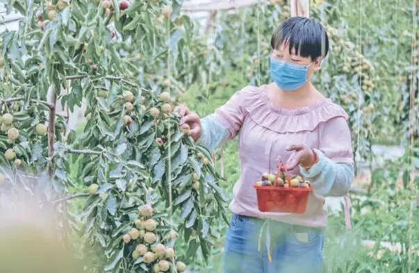 A farmer picks dates in a greenhouse in Egerchi Township, Aksu Prefecture, northwest China’s Xinjiang Uygur Autonomous Region, Aug. 13, 2020. (Photo Courtesy of Aksu Daily)
