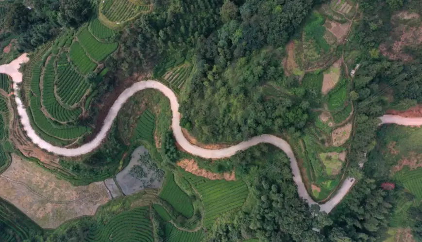 Photo taken on Oct. 13, 2020, shows roads built in tea gardens in Yancha village, Sanjiang Dong autonomous county, south China's Guangxi Zhuang autonomous region. In recent years, the county has newly built 1,037 km of roads for poverty alleviation via industrial development, effectively facilitating industries covering an area of 518,000 mu (about 34,533 hectares). (Photo by Li Hanchi/People's Daily Online)
