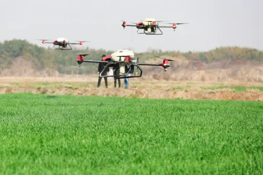 An agricultural spraying drone is working in a wheat field in Dongheng village, Luoshe Township, Deqing County, Huzhou, east China's Zhejiang Province, Feb. 22. (Photo by Wang Zheng/People's Daily Online)