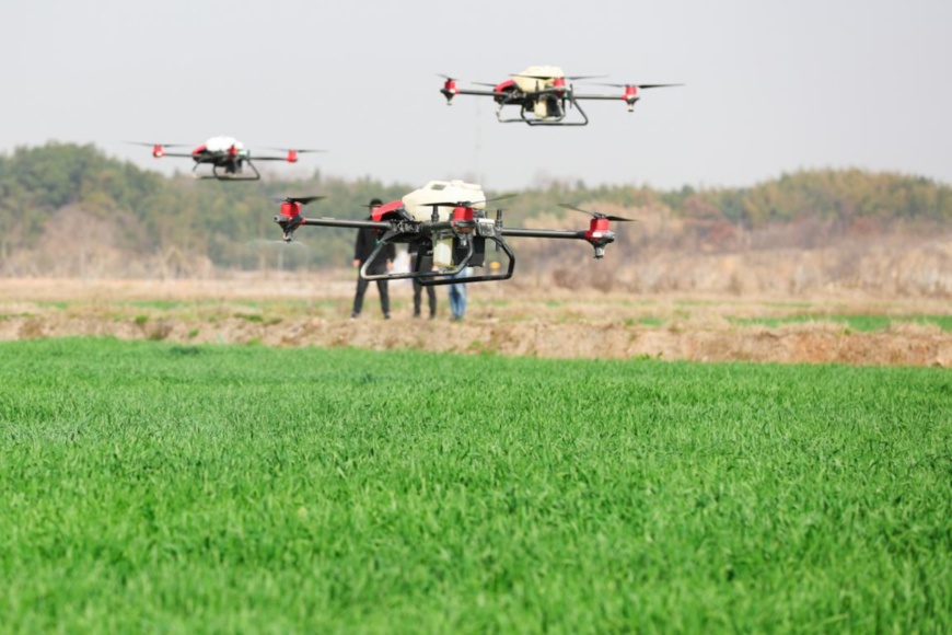 An agricultural spraying drone is working in a wheat field in Dongheng village, Luoshe Township, Deqing County, Huzhou, east China's Zhejiang Province, Feb. 22. (Photo by Wang Zheng/People's Daily Online)