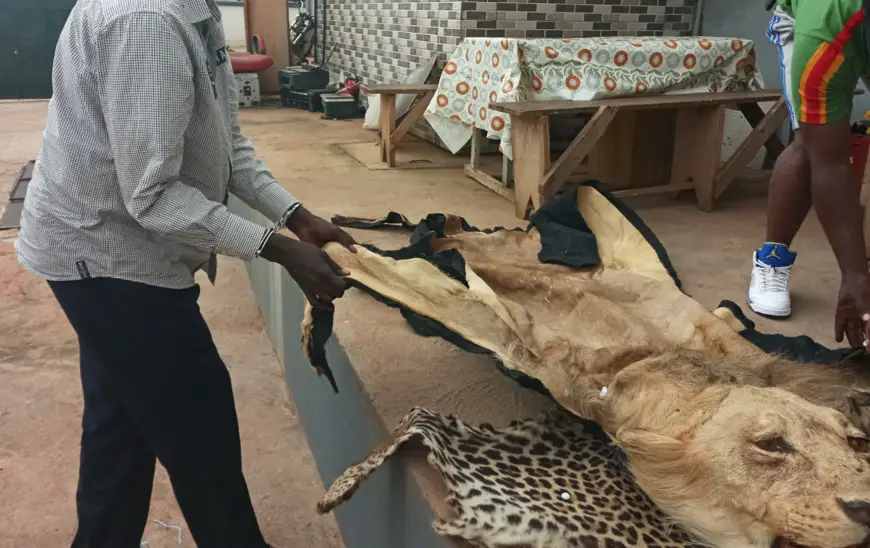 Cameroun : Deux trafiquants d'espèces sauvages devant le Tribunal à Yaoundé