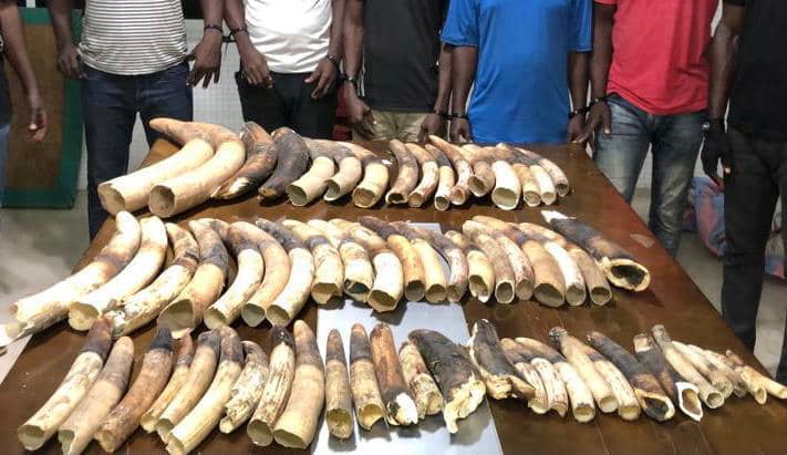 Côte d’Ivoire : Cinq trafiquants arrêtés avec 60 défenses Côte d’Ivoire : Cinq trafiquants arrêtés avec 60 défenses