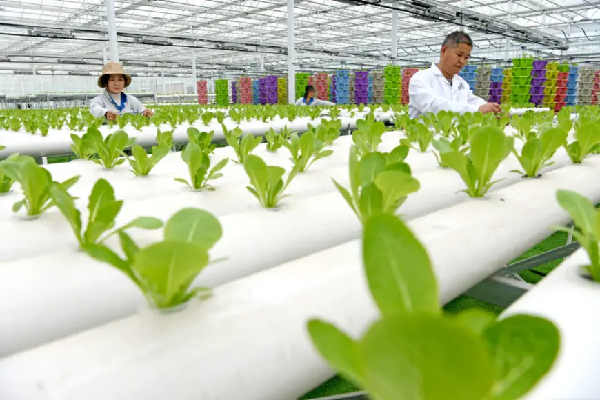Employees of an agricultural tech firm in an agricultural park in Huainan, east China’s Anhui Province manage hydroponic vegetables, Feb. 7, 2021. (Photo by Chen Bin/People’s Daily Online)