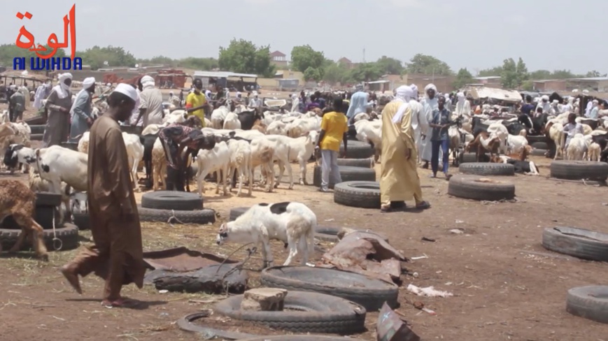 Tchad : Les horaires d’abattage des animaux réglementés dans la ville de N’Djamena