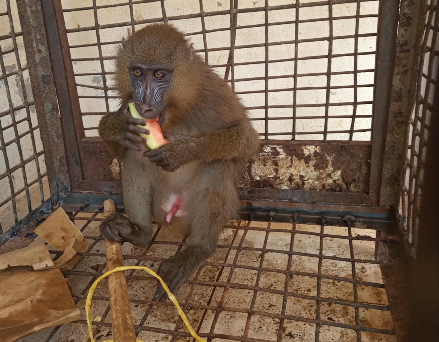 Cameroun : Un commis de douane arrêté avec un mandrill vivant à Ambam Cameroun : Un commis de douane arrêté avec un mandrill vivant à Ambam