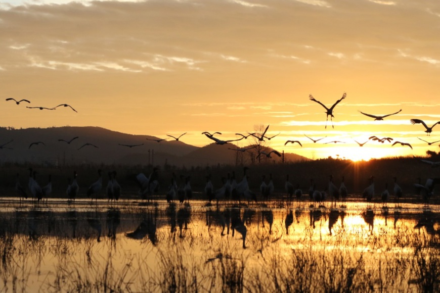 Photo shows black-necked cranes hovering over a lake in Caohai National Nature Reserve located in Yi, Hui and Miao autonomous county of Weining, southwest China's Guizhou province. (Photo by Liu Guanghui/People’s Daily) Photo shows black-necked cranes hovering over a lake in Caohai National Nature Reserve located in Yi, Hui and Miao autonomous county of Weining, southwest China's Guizhou province. (Photo by Liu Guanghui/People’s Daily)