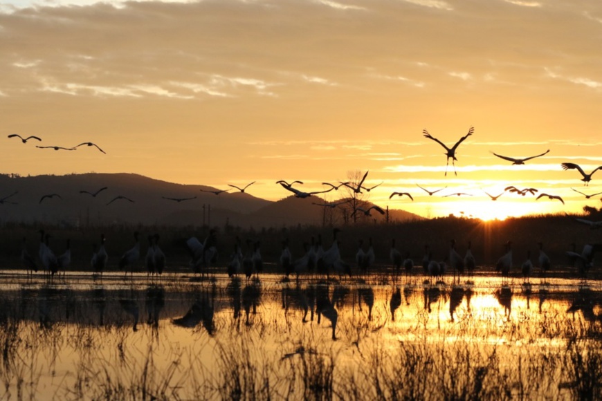 Photo shows black-necked cranes hovering over a lake in Caohai National Nature Reserve located in Yi, Hui and Miao autonomous county of Weining, southwest China's Guizhou province. (Photo by Liu Guanghui/People’s Daily)