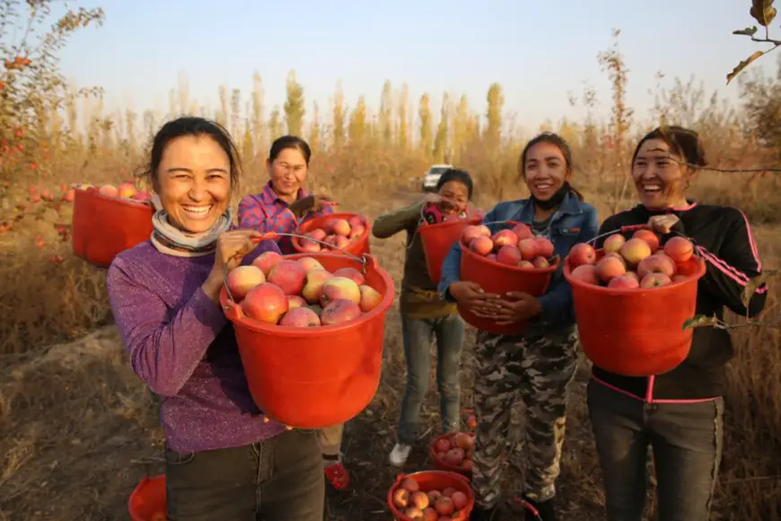 Farmers from Qapqal Xibe autonomous county, northwest China's Xinjiang Uygur autonomous region, pick apples after a bumper harvest, Oct. 22, 2020. (Photo by Hua Yanming/People's Daily Online)