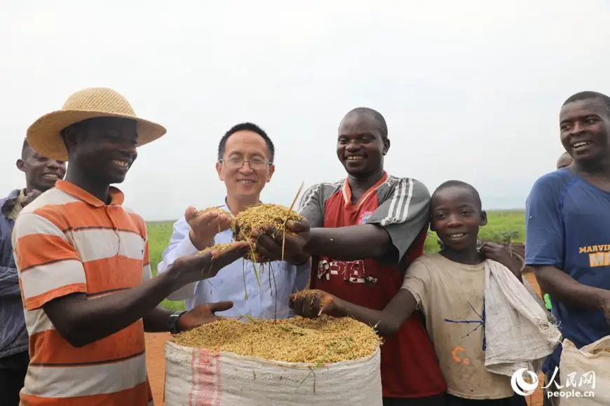 A senior Chinese expert (middle) poses for a picture with local farmers after a harvest in a demonstration field of Chinese hybrid rice in Bubanza Province, Burundi, Jan. 13, 2019. (Photo by Lv Qiang/People’s Daily)