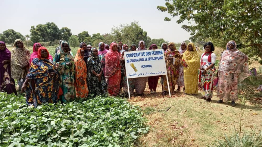 Tchad : des femmes à l'œuvre pour la survie de leur coopérative au Ouaddaï Tchad : des femmes à l'œuvre pour la survie de leur coopérative au Ouaddaï