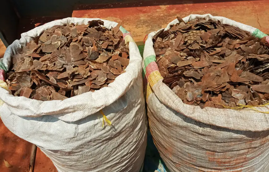 Cameroun : Un trafiquant de pangolin arrêté à Bertoua