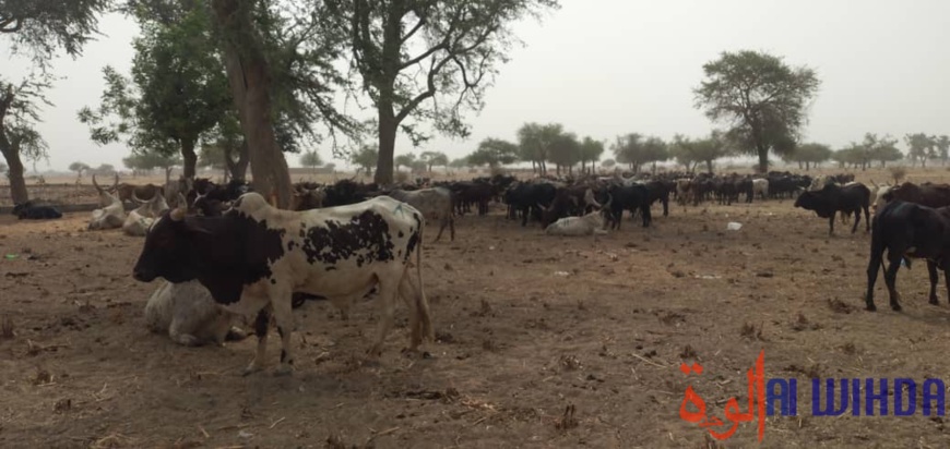 Tchad : la brigade mobile de la douane sévit contre une tentative de corruption Tchad : la brigade mobile de la douane sévit contre une tentative de corruption