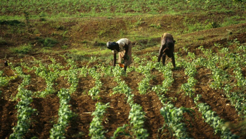 Afrique de l’Ouest : le CORAF et l’IFDC ciblent 600.000 producteurs Afrique de l’Ouest : le CORAF et l’IFDC ciblent 600.000 producteurs