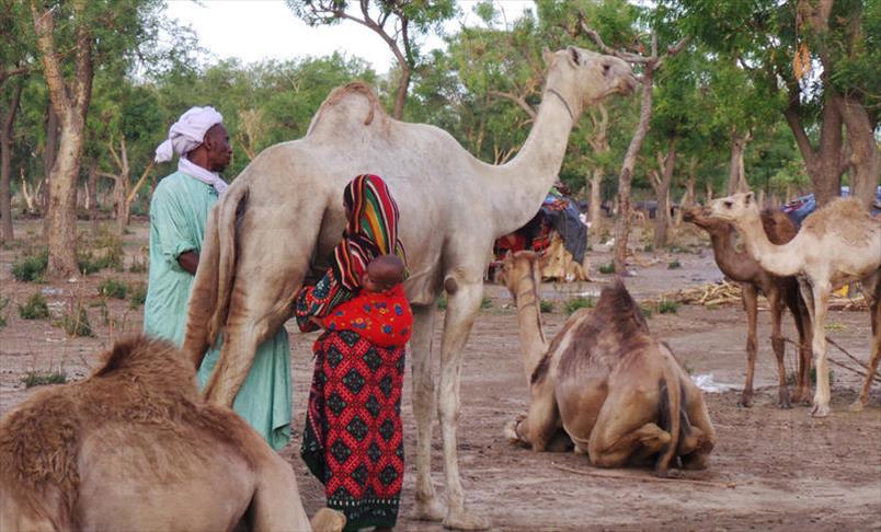 Tchad : au Batha, un enjeu sur le soutien des nomades pour la présidentielle