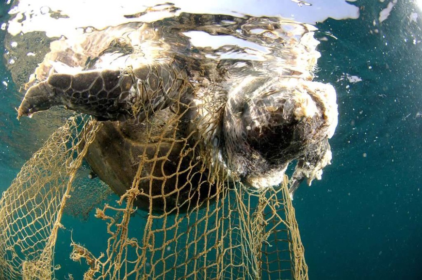 Afrique : trafic illicite des tortues marines, l’espèce toujours en danger. © DR