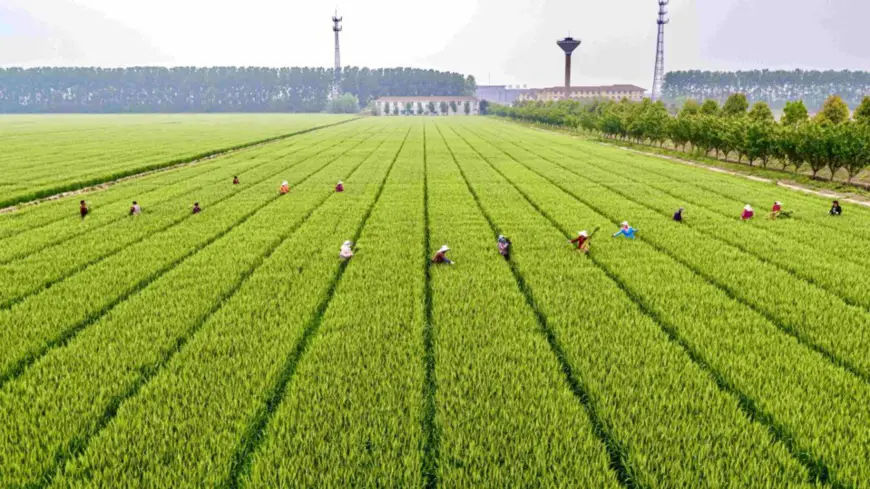 Employees of a seed base remove sickly and off-type plants in a wheat field in Lujiang County, east China's Anhui Province, to ensure quality of wheat seeds, April 28, 2020. (Photo by Chao Zhibin/People's Daily Online)
