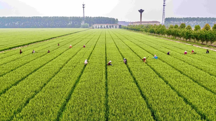 Employees of a seed base remove sickly and off-type plants in a wheat field in Lujiang County, east China's Anhui Province, to ensure quality of wheat seeds, April 28, 2020. (Photo by Chao Zhibin/People's Daily Online)