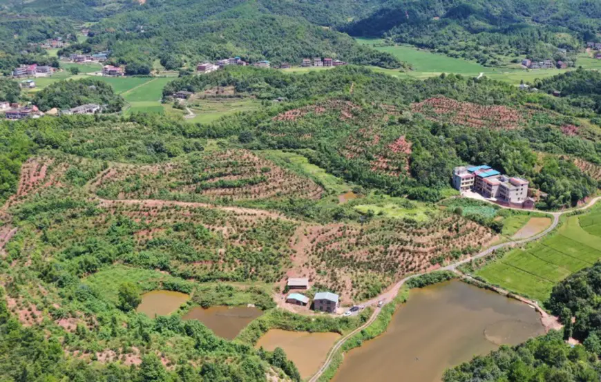 Photo taken on Aug. 7, 2020 shows a poverty alleviation camellia oleifera plantation in Dongjing village, Lanlong Township, Hengyang, central China's Hunan Province. (Photo by Liu Xinrong/People's Daily Online)