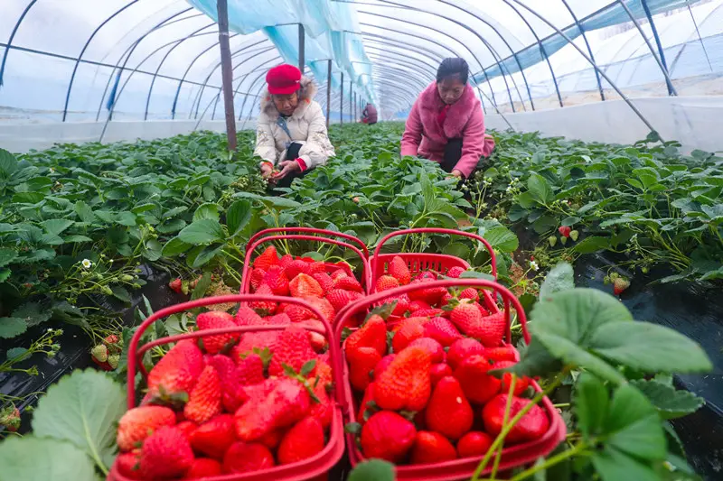 Farmers pick strawberries in a greenhouse of a strawberry plantation in Guangshan County, Xinyang, central China's Henan Province, Jan. 24, 2021. (Photo by Xie Wanbai/People's Daily Online)