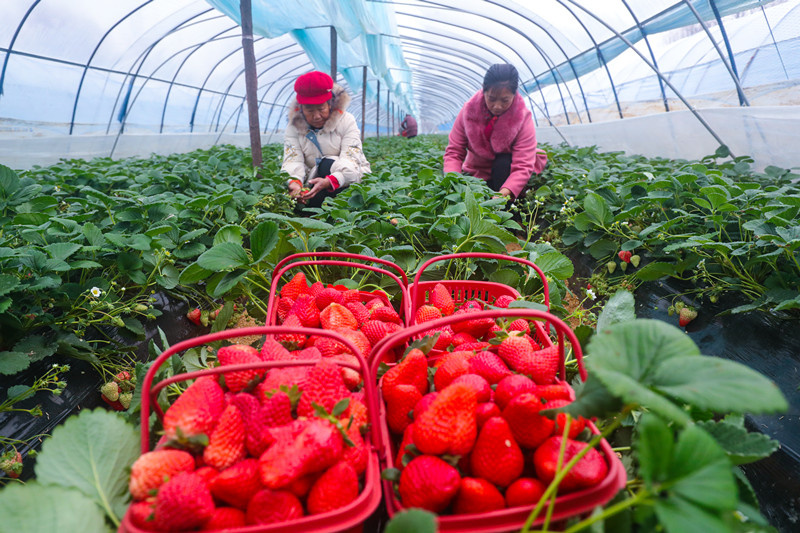 Farmers pick strawberries in a greenhouse of a strawberry plantation in Guangshan County, Xinyang, central China's Henan Province, Jan. 24, 2021. (Photo by Xie Wanbai/People's Daily Online)