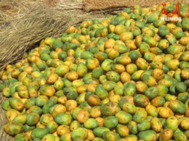 Tchad : vente des fruits, des conditions d'hygiène qui laissent à désirer